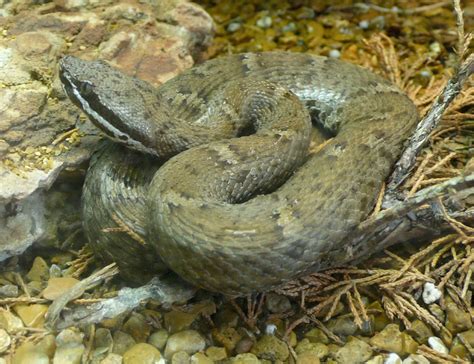 Rattlesnake Sound,reptiles And Amphibians | Science Hub 4 Kids