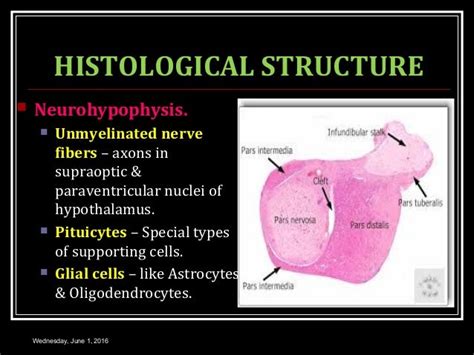 [DIAGRAM] Diagram Of Pituitary Gland Cells - MYDIAGRAM.ONLINE