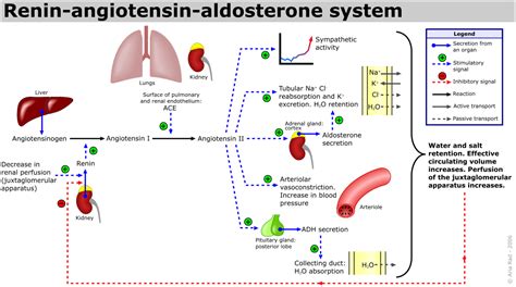 Lose weight Gain fit: How Hormones Influence Blood Pressure to Rise