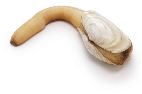 Discover The World's Largest Geoduck - A-Z Animals