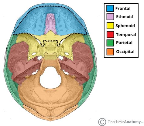 Anterior Skull Base Anatomy