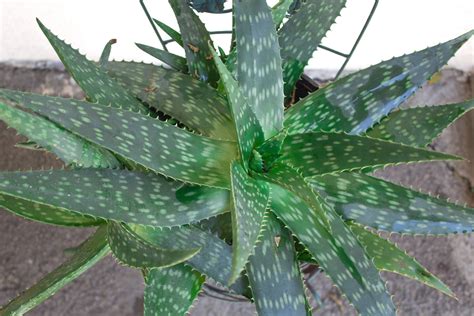 Aloe Vera Plant Care: Learn to Grow This Healing Succulent - Natalie Linda