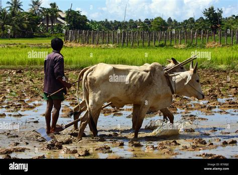 Plowing With Oxen High Resolution Stock Photography and Images - Alamy