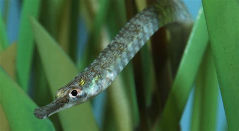 On Biology Hold your (sea)horses – here’s the pipefish genome