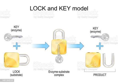 Lock And Key Model Enzyme Substrate Products And Chemical Mechanism ...