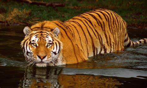 TIGRE DE BENGALA: Características, Qué come, Dónde vive...