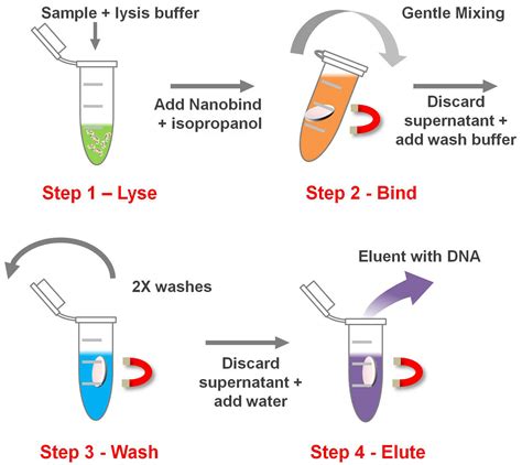 Dna Extraction Steps And Explanation