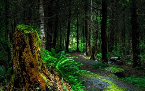 Path Forest Ultra HD Wallpapers - Wallpaper Cave