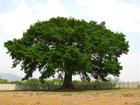 La Ceiba Tree | StormeTX | Flickr