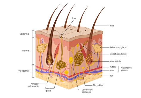 Layers Of The Skin Mnemonic - My Endo Consult