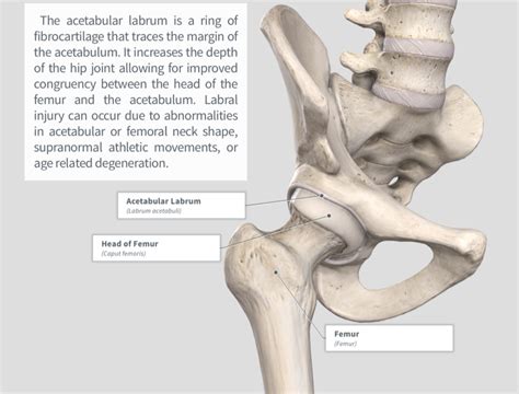 Acetabular Labrum Tear — PhysioU