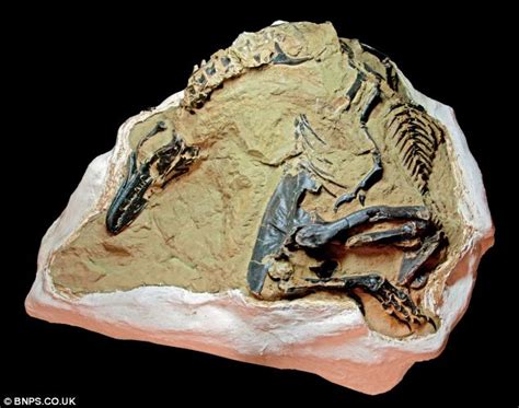 Astonishing fossil that immortalises two 8-foot dinosaurs locked in ...