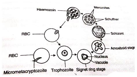 Life cycle of Plasmodium vivax