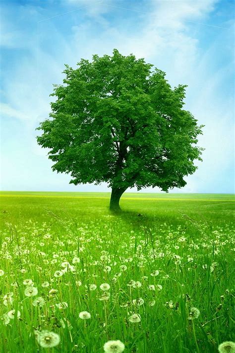 87 Hd Wallpapers Nature Green Picture - MyWeb