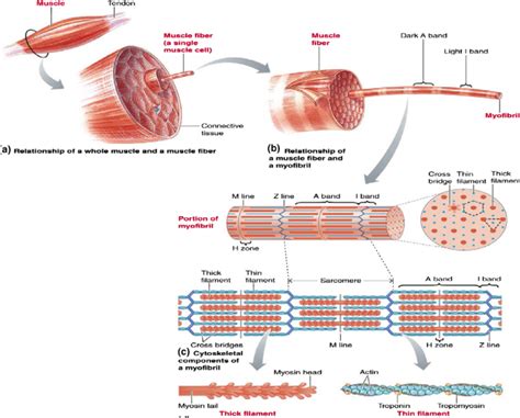 Striated Muscles - Definition , Structure, Types , Functions - CBSE ...