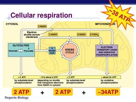 Cellular Respiration Equation, Types, Stages, Products & Diagrams