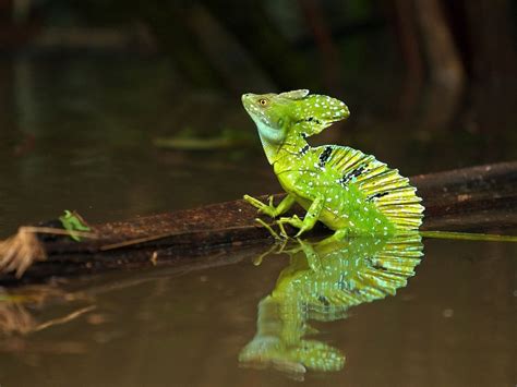 Plumed Basilisk Lizard, Tortuguero National Park Costa Rica - not every ...