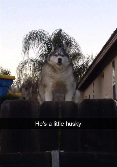 71 Of The Most Hilarious Posts About Huskies Ever | Bored Panda