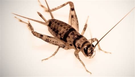 Cricket Species for Breeding - Your Insect Breeding Learning Centre