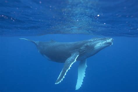 Humpback whale - Whale and Dolphin Conservation