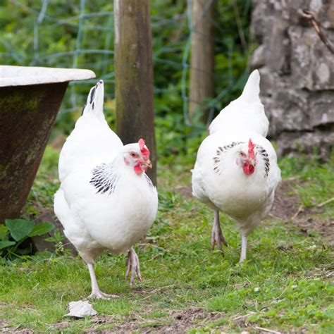 Raising Sussex Chickens - Breed Facts - ChickenCoopGuides.com