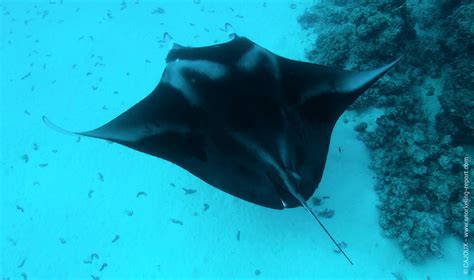 Rays and Stingrays Identification Guide | Snorkeling Report