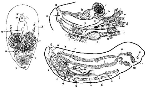 WoRMS - World Register of Marine Species