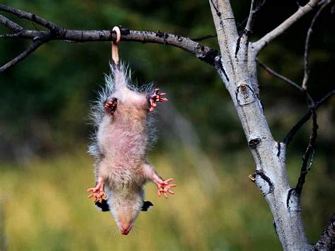 Opossum Wallpaper and Backgrounds (800 x 600) - DeskPicture.com