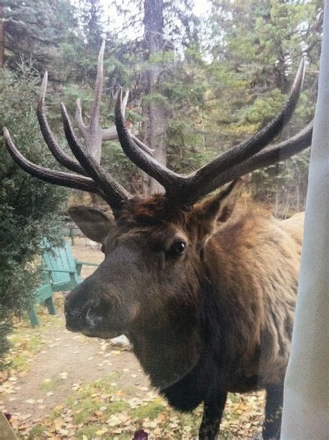 102 best images about Estes Park Wildlife on Pinterest | Horns, Lakes ...