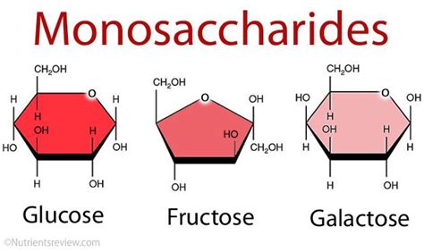 Monosaccharides (Simple Sugars) Definition, List, Examples of Foods ...