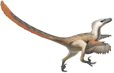 Velociraptor | Dinopedia | FANDOM powered by Wikia