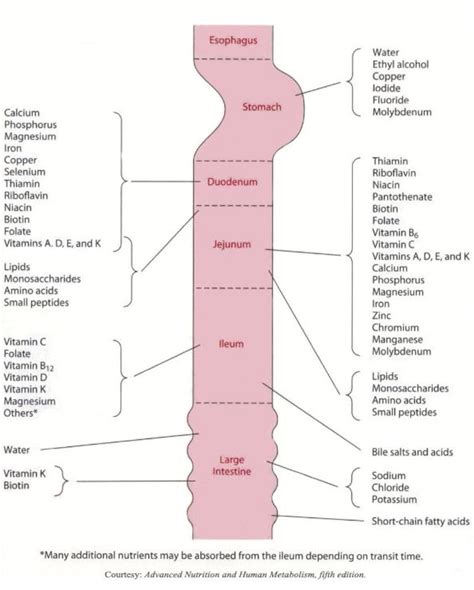 Nutrient Absorption in the GI Tract Cheat Sheet Nursing - NCLEX Quiz