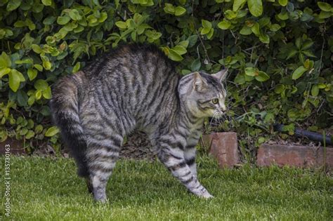 Puffed up cat foto de Stock | Adobe Stock