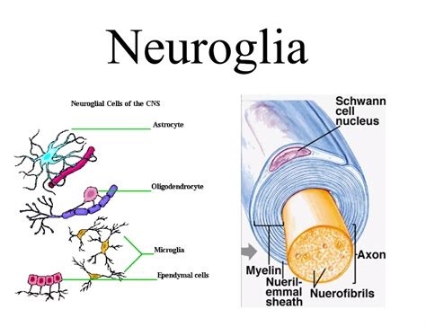 Nervous Tissue Diagram