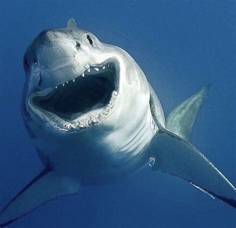 Pin by Ria Fisher on The Ocean | Happy shark, Shark pictures, Cute shark