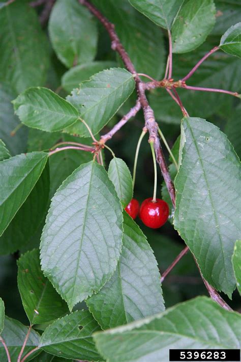 sweet cherry, Prunus avium (Rosales: Rosaceae) - 5396283