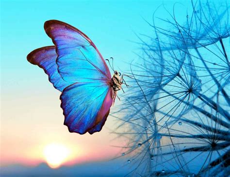 Blue Butterfly Meaning And Symbolism (2024) • Colors Explained