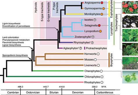 A plant phylogenetic tree marked with the major milestones of evolution ...