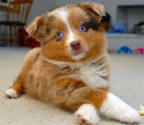 Morgan Van Pelt Australian Shepherd Puppy "red merle" | Flickr