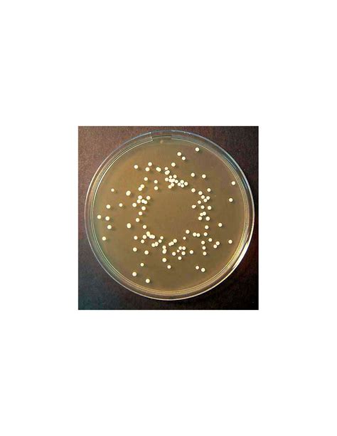 Sabouraud Chloramphenicol Agar, 500g