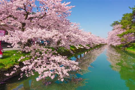 Cherry blossom in Japan: everything you need to know to plan a trip