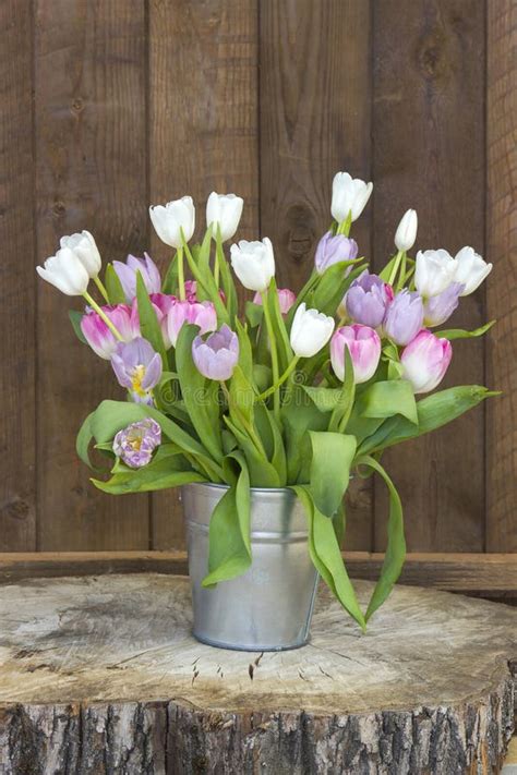 Purple tulips in bucket stock photo. Image of decoration - 13343634