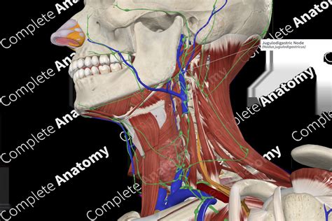 Jugulodigastric Node | Complete Anatomy