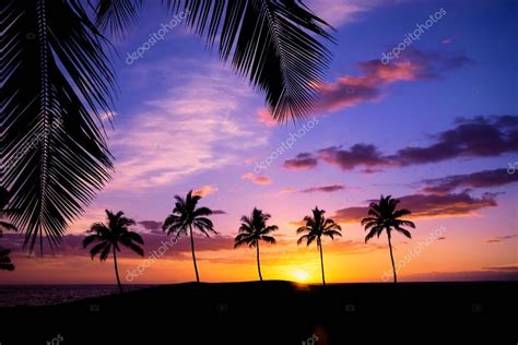 Hawaiian palm tree sunset — Stock Photo © krisrobin #117032274