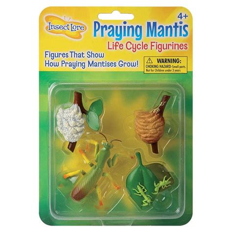 Mantis Life Cycle Stages (Pack of 6) | ShelHealth