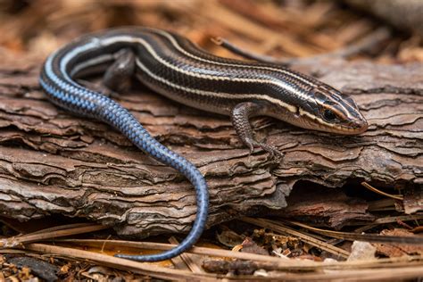 Southeastern Five-lined Skink – Reptiles and Amphibians of Mississippi