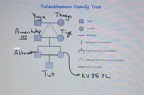 Solved Tutankhamun Family Tree DNA polymorphisms are now | Chegg.com