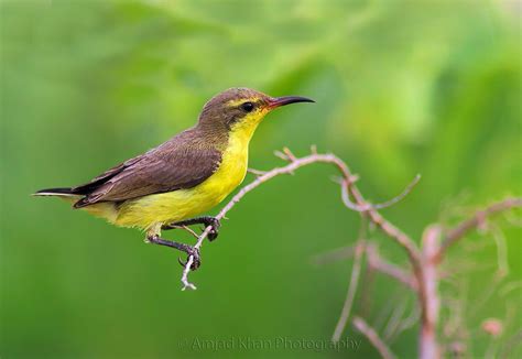 Purple Sunbird Female | Nature birds, Purple, Female