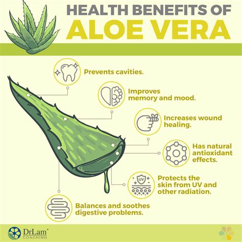 How to Use Aloe Vera to Safely and Effectively Improve Your Gut Health