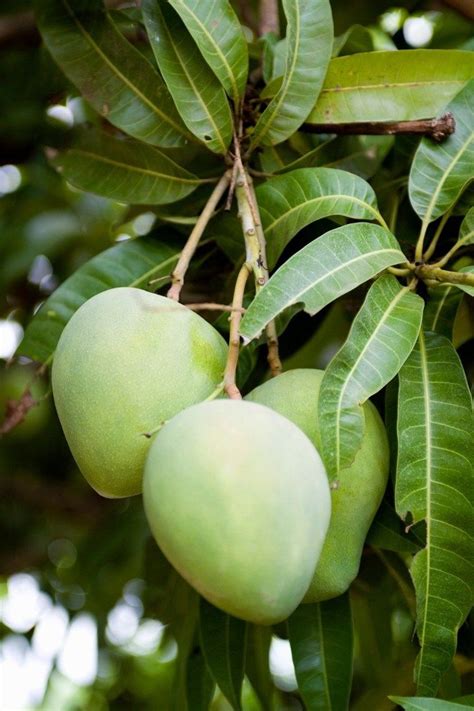 How to Grow a Mango Tree | Mango tree, Mango, Mango fruit